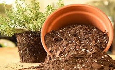 تصویر 1 از خرید و قیمت کود ارگانیک ویتامینه گیاهان + فروش صادراتی